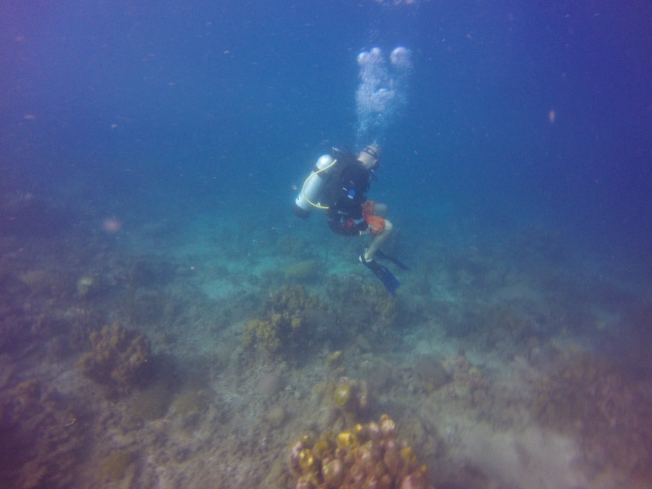 BUCEO - Península de Baru