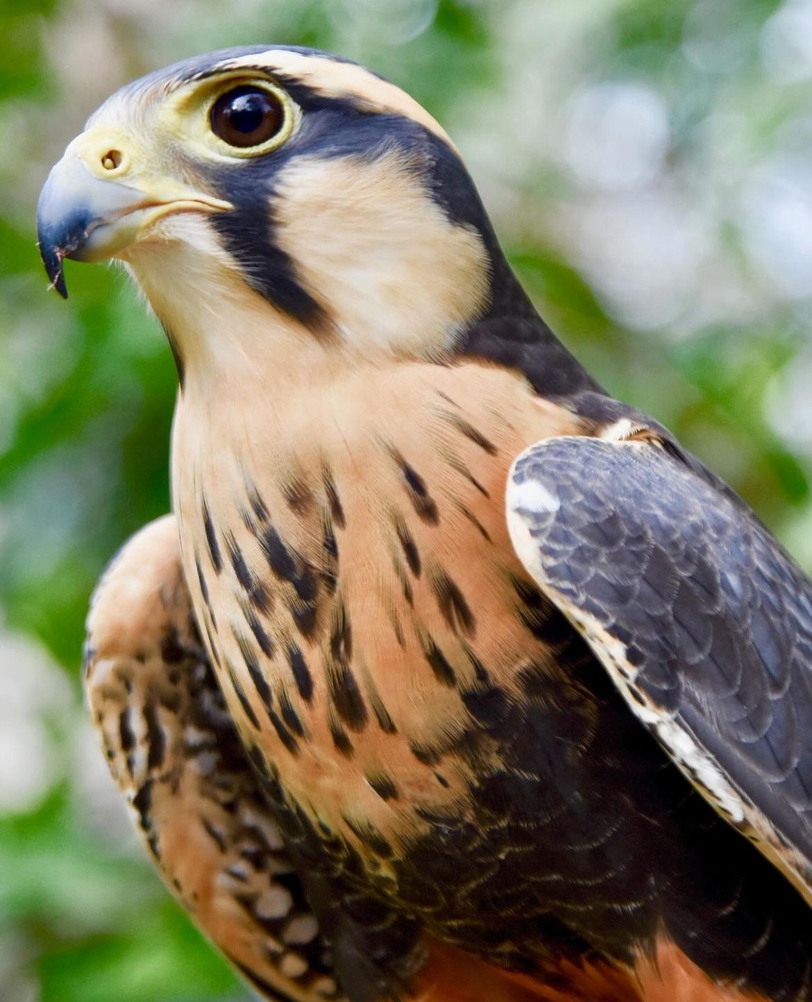 AVIARIO NACIONAL + PLAYA BLANCA